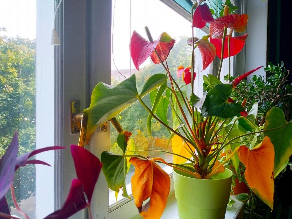 Уход в домашних условиях