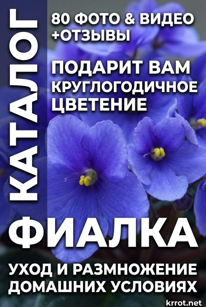 Фиалка: описание (80+ Фото), сорта, уход и размножение в домашних условиях +Отзывы