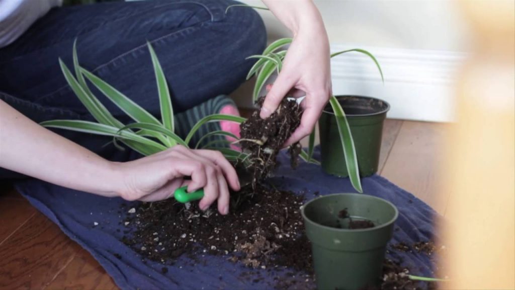 хлорофитум деление куста