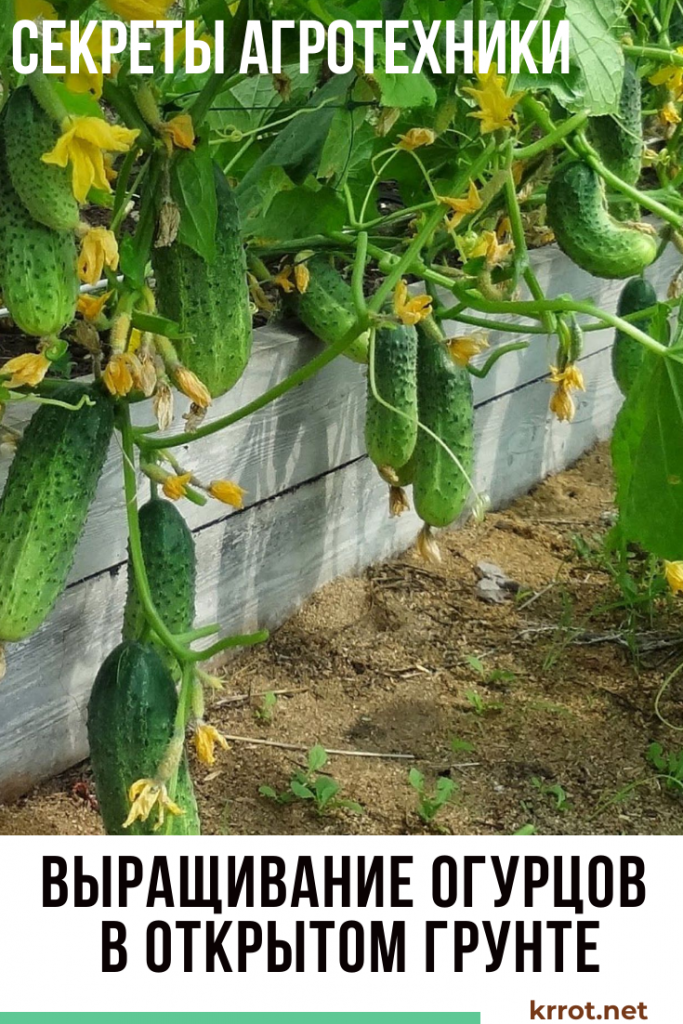 выращивание огурцов