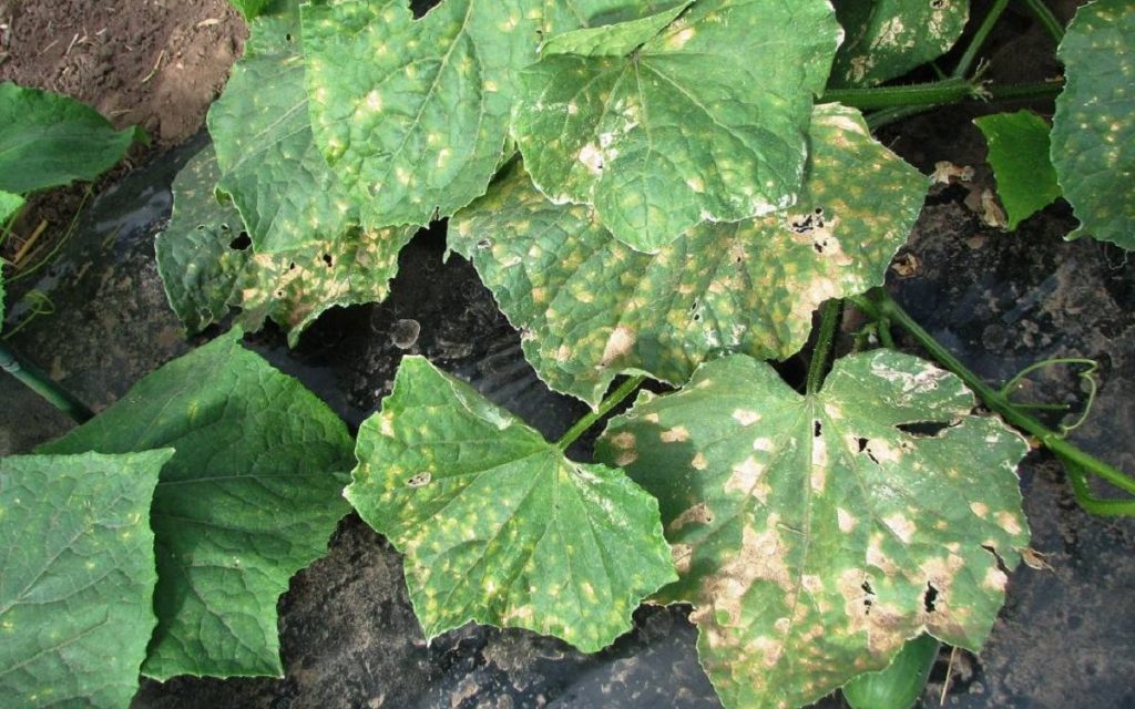 Больное растение