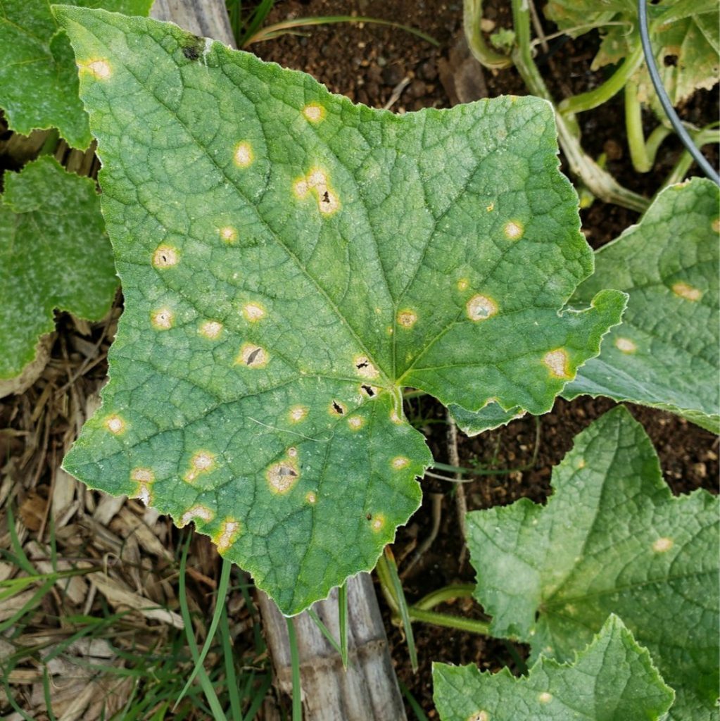 Антракноз (медянка)