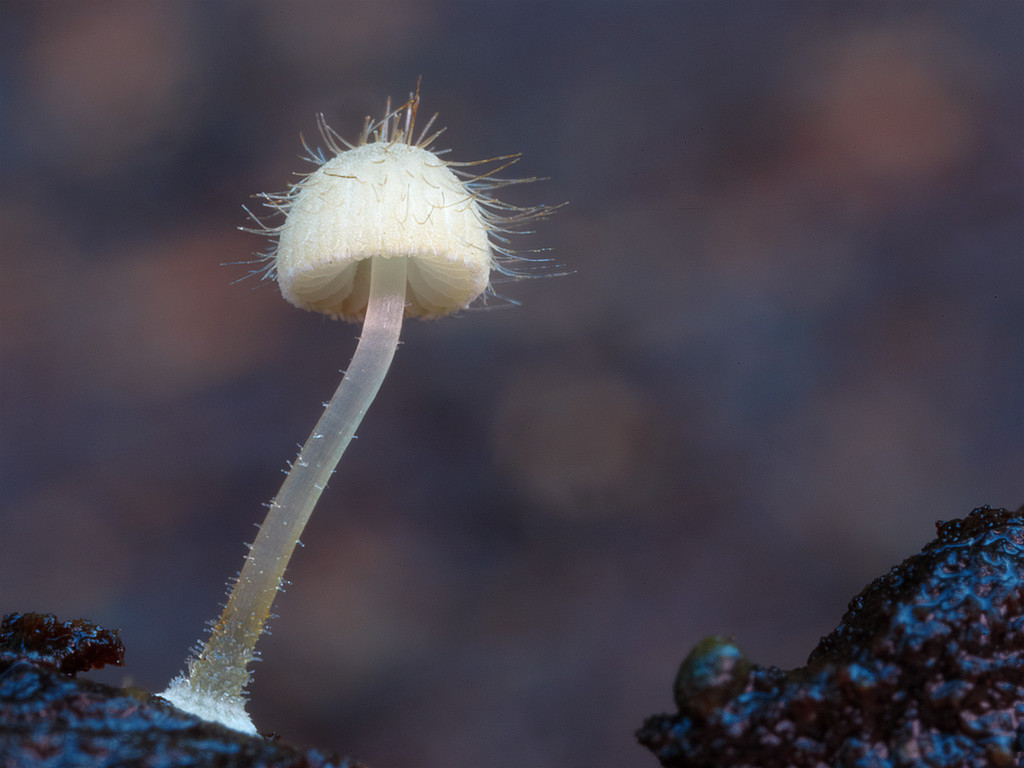 Мицена волосистая