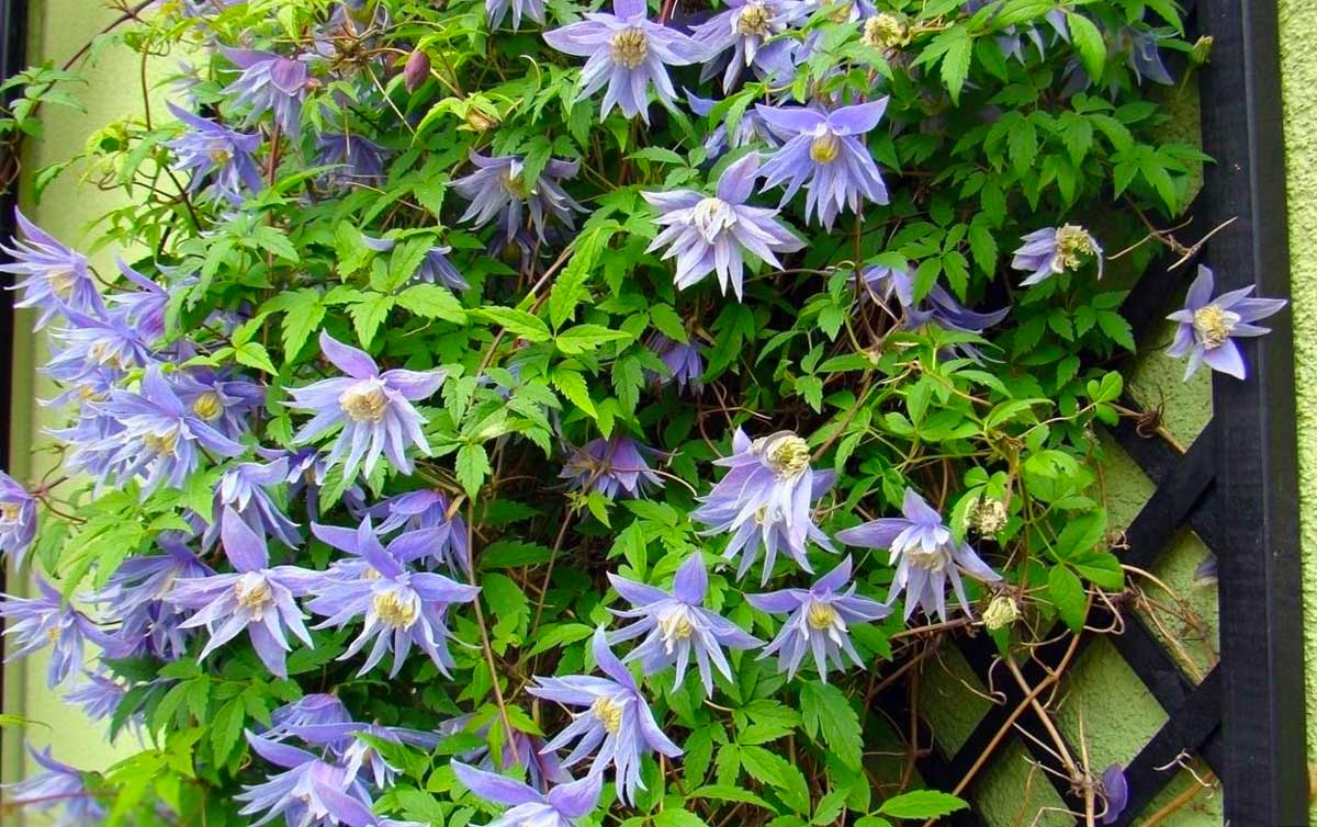 Княжики зимостойки, быстро разрастаются, декорируя участок, поэтому любимы садоводами северных широт