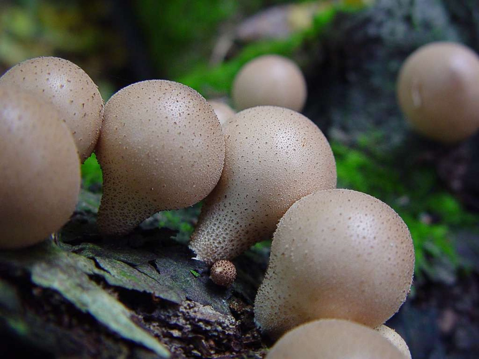 Сморчки строчки грибы фото съедобные и несъедобные