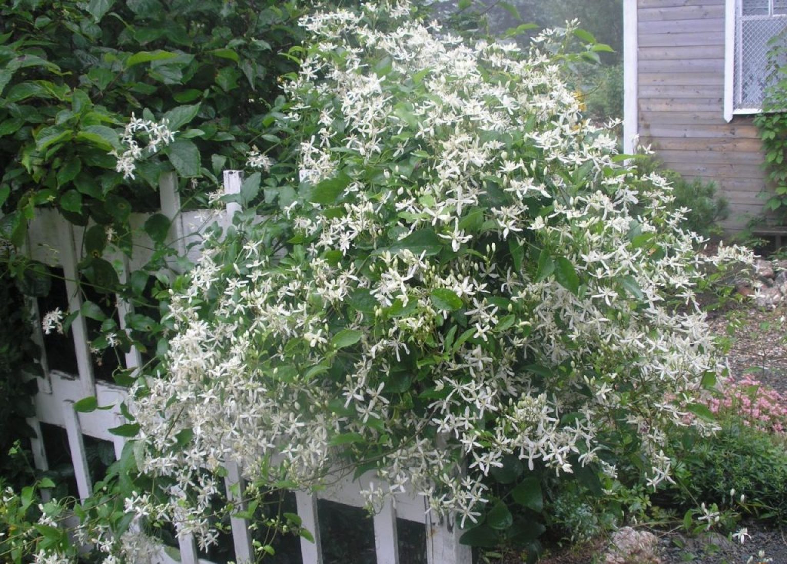 Клематис белый мелкоцветковый фото в саду