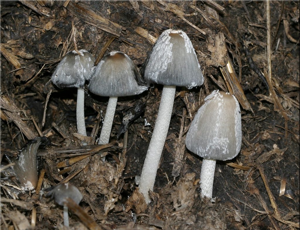 Навозник обыкновенный