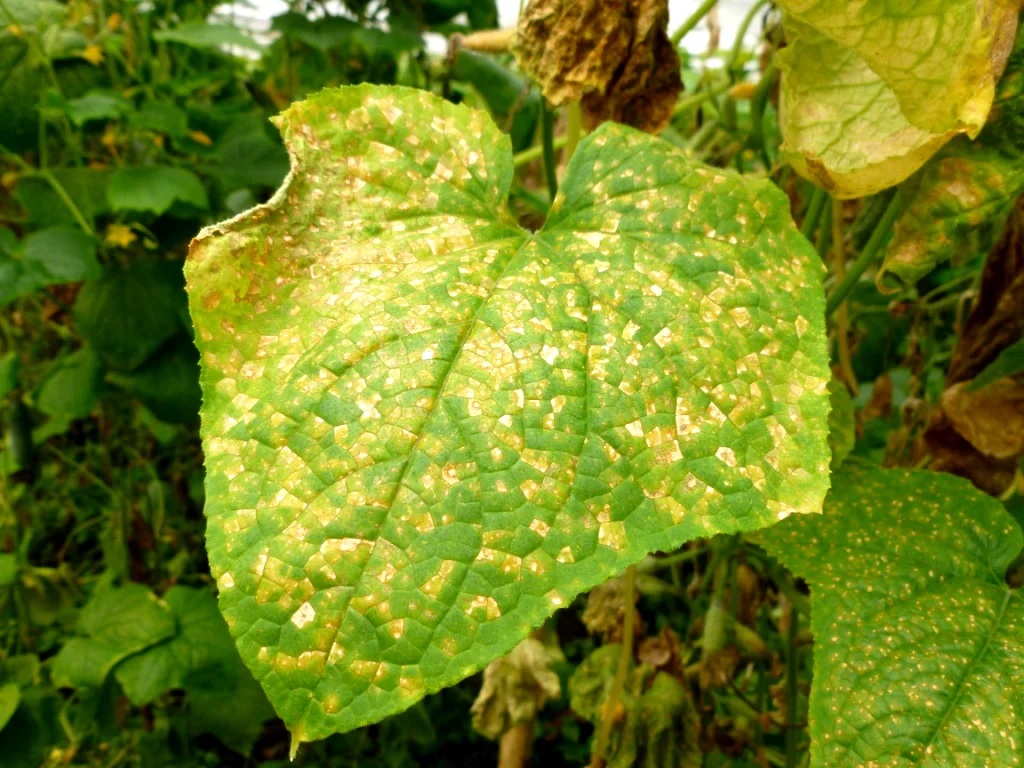 Ложная мучнистая роса (пероноспороз)
