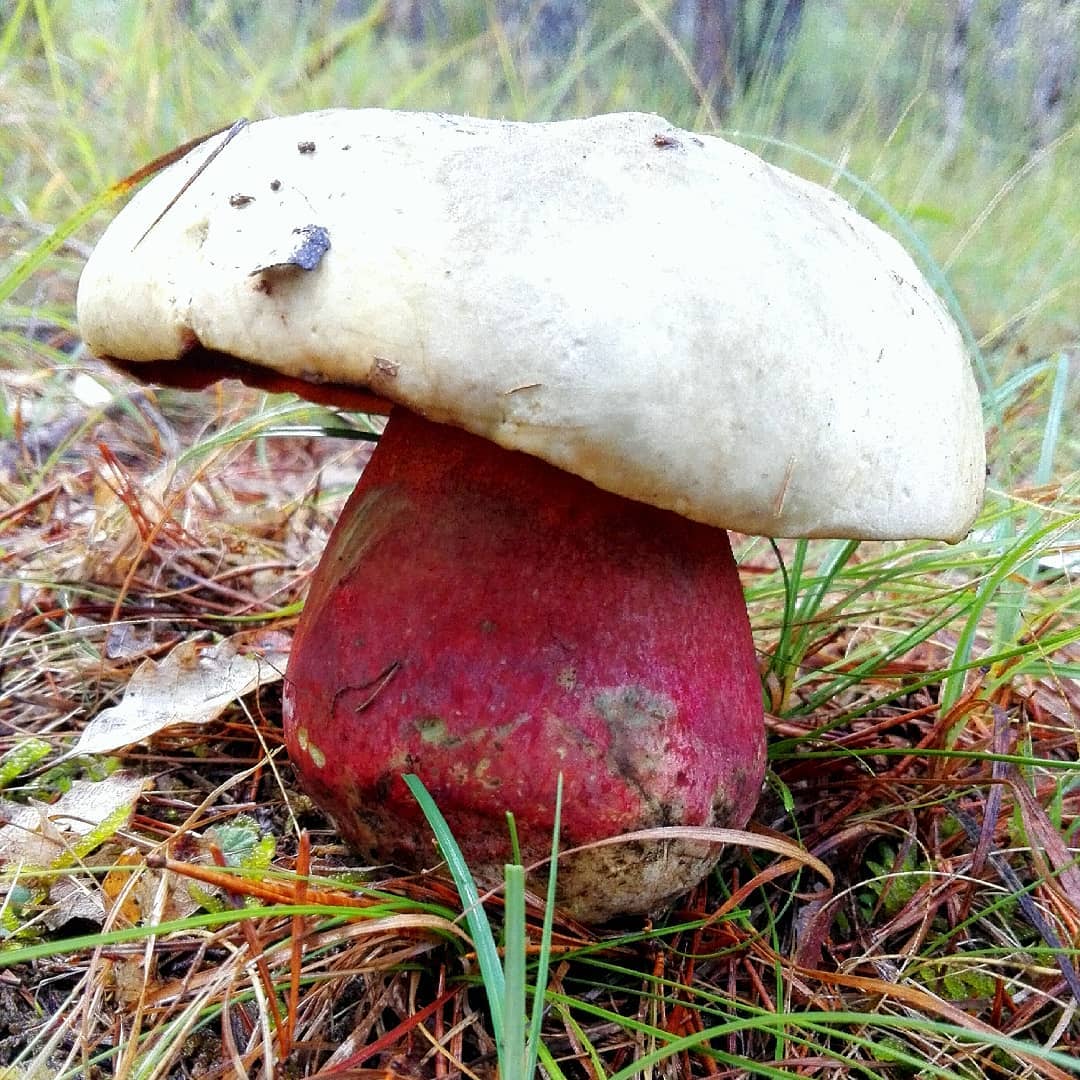 Сатанинский гриб