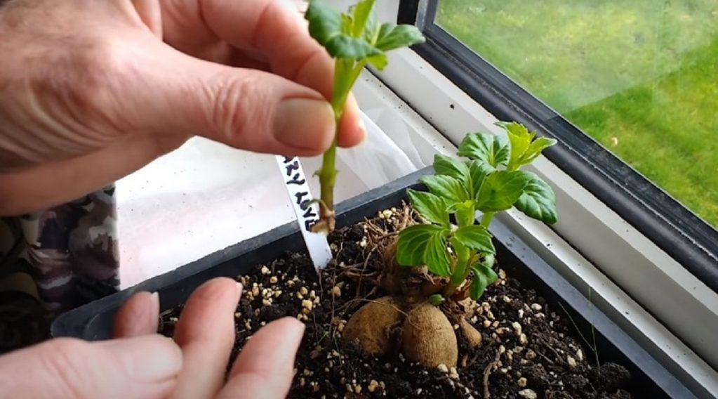 Черенок, отделенный от маточника