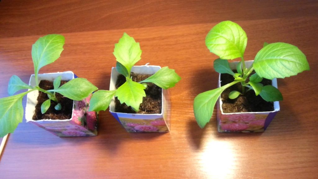 Черенки георгинов в стаканчиках