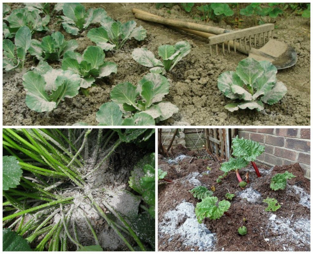 Сухая зола действует как подкормка и одновременно отпугивает некоторых вредителей, служит профилактическим средством от болезней