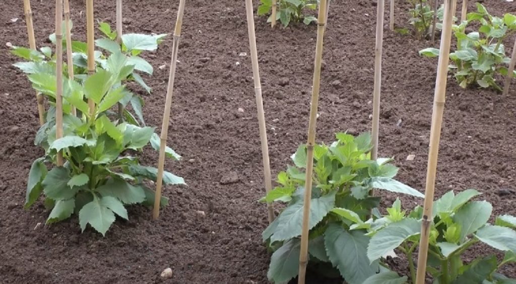 Колышки рядом с подросшими кустами георгинов