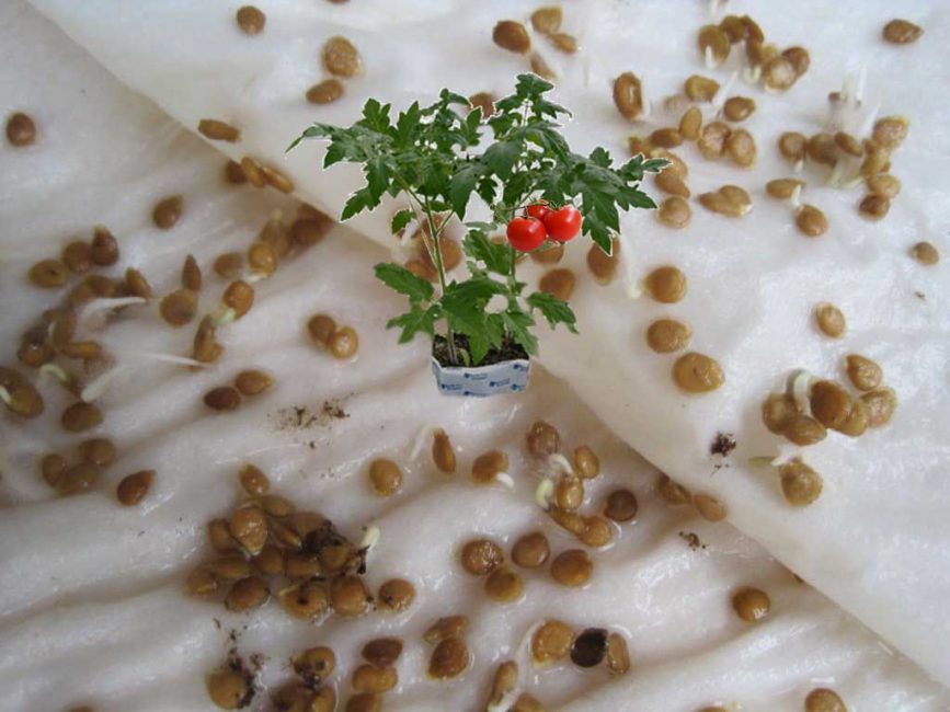 Обработка питательным раствором золы действует на семена как звонок будильника