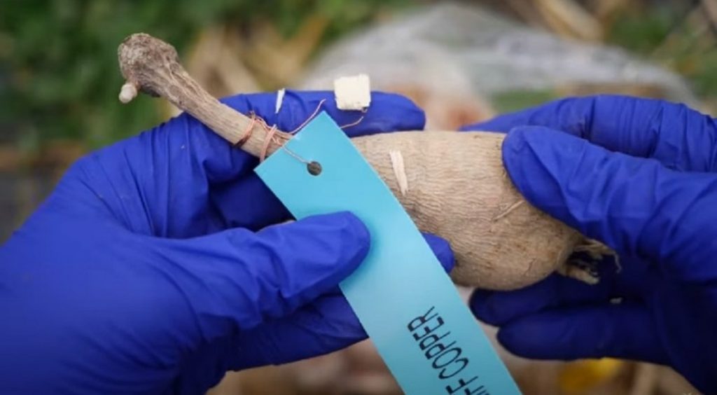 Чтобы не перепутать сорта, клубни георгинов нужно подписать