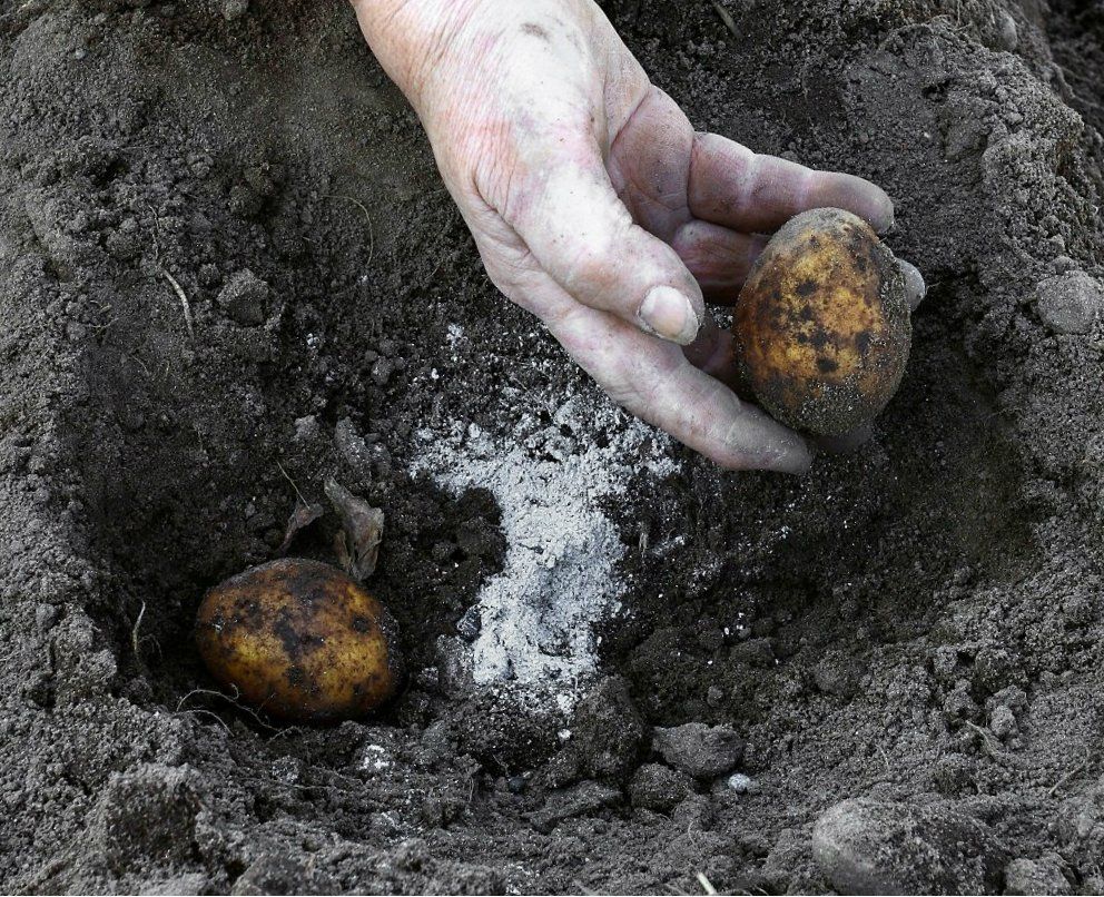 Сухой порошок золы добавляют в лунки при посадке картофеля и ряда других культурных растений