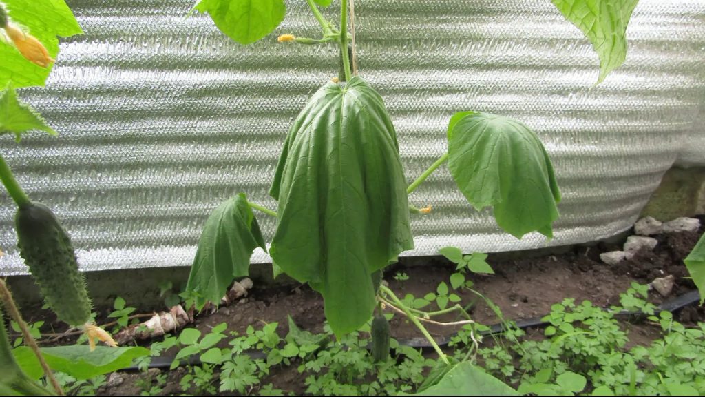 Фузариозное увядание