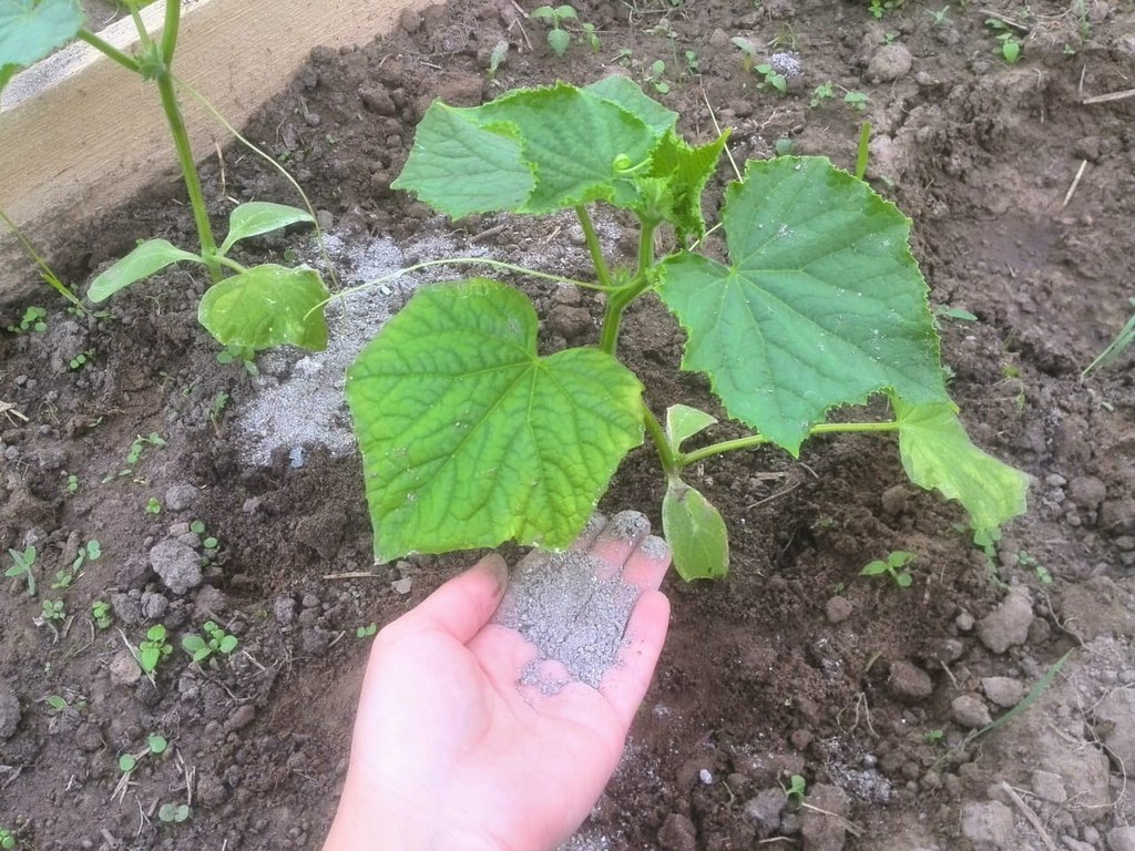 Огурцы отзывают на внесение золы быстрым ростом и активным формированием завязей