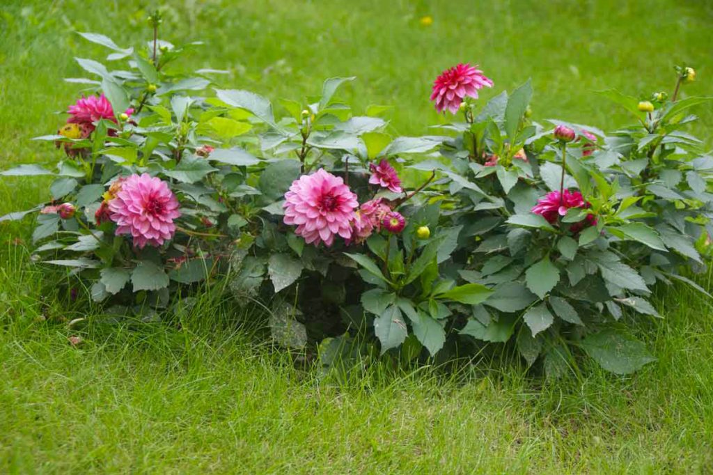 Низкорослые (бордюрные) георгины