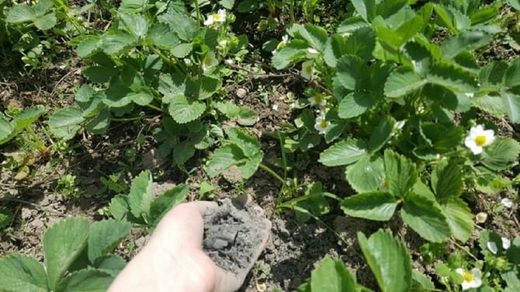 Зольный концентрат вносят в междурядья, стимулируя плодоношение