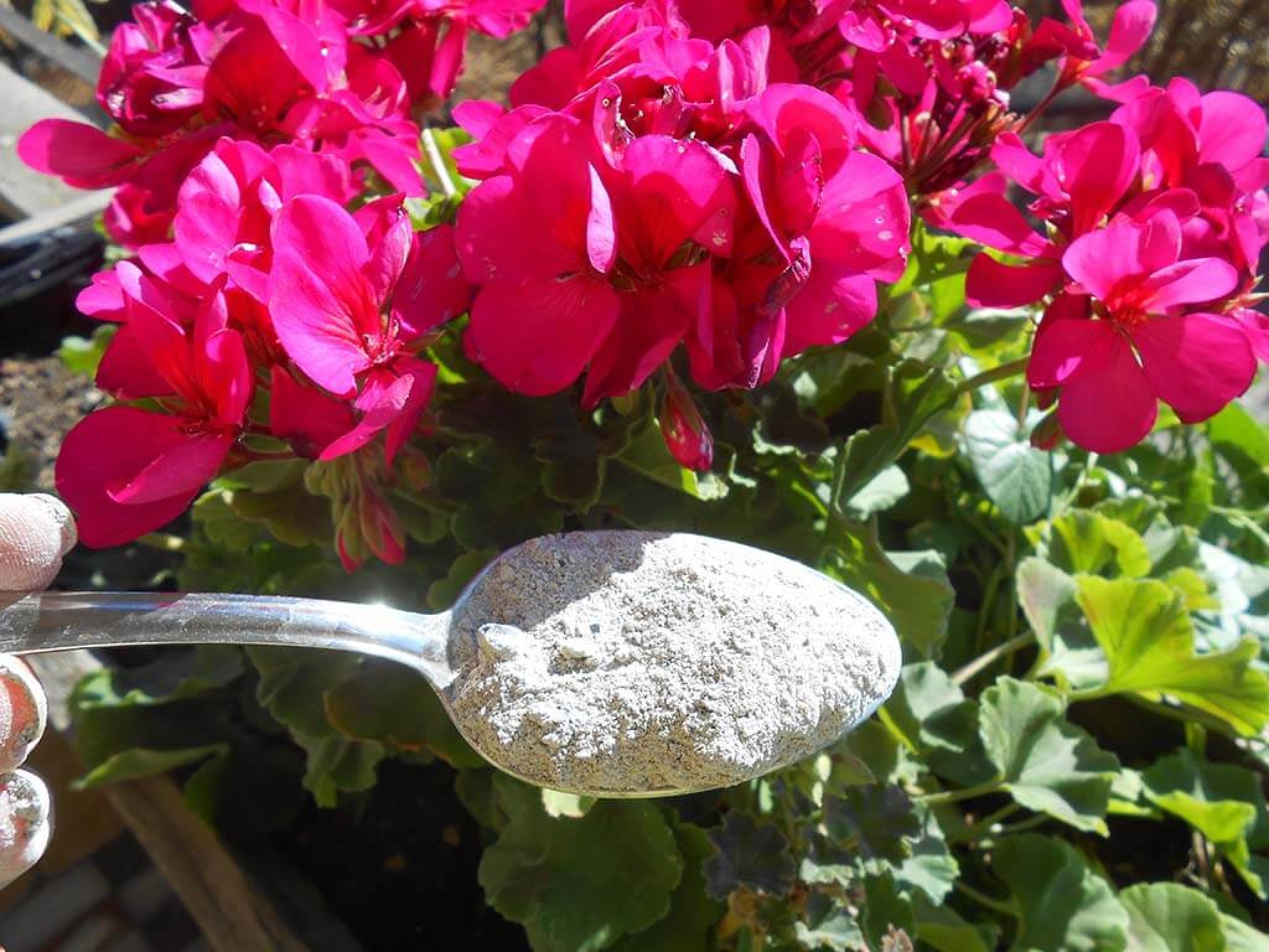 сланцевая зола удобрение. древесная зола для цветов. удобрения под капусту. внесение удобрений в почву. зола в борьбе с вредителями сада и огорода.