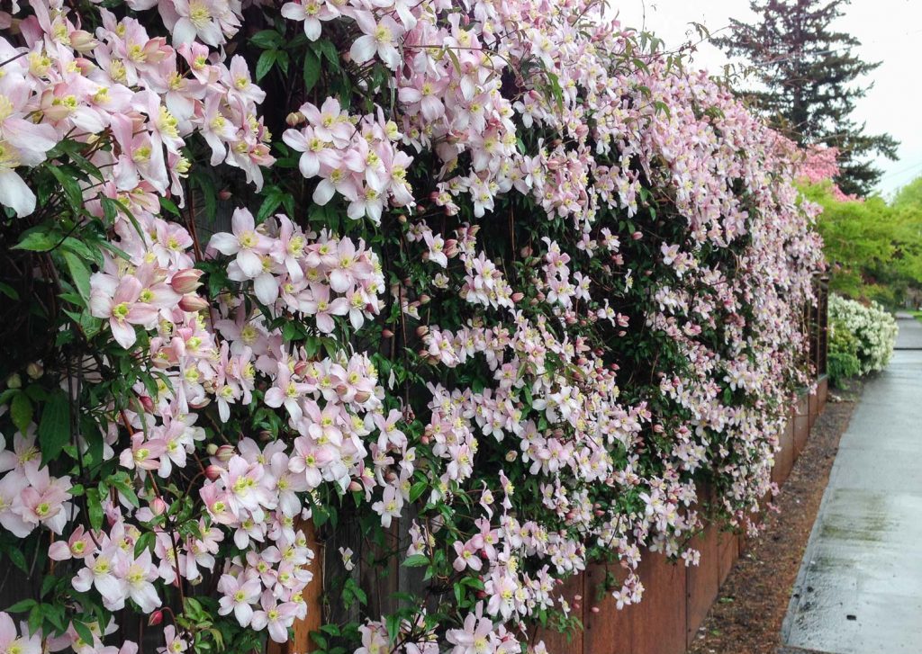 Посадка возле прочной опоры облегчит дальнейший уход