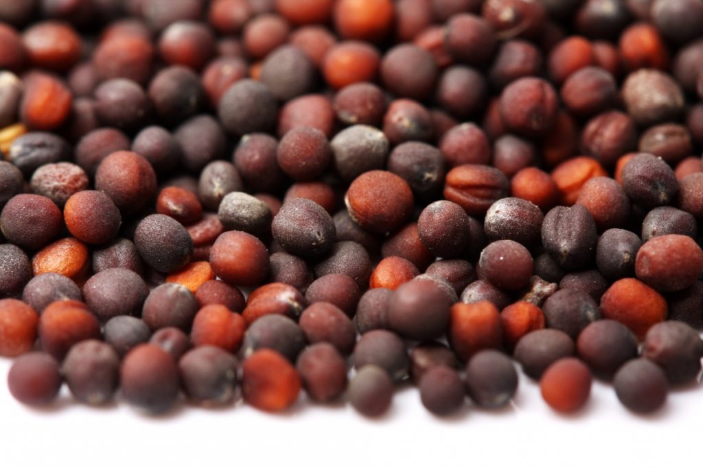 Семена капусты мелкие, округлые, отличаются хорошей всхожестью