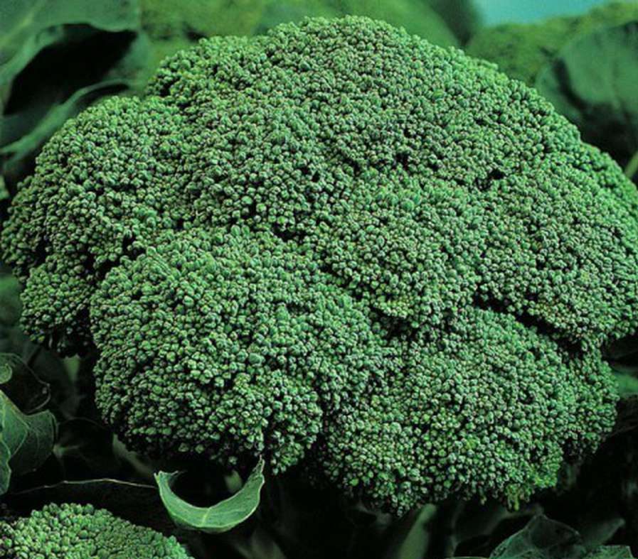 Фиеста - ранний сорт капусты для средней полосы