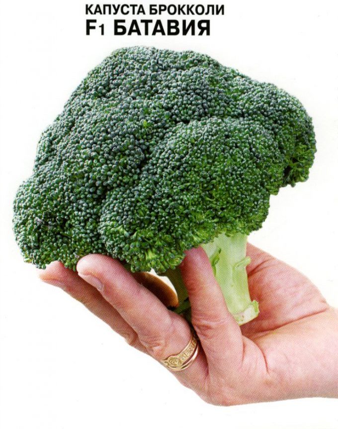 Сорт голландской селекции, который районирован повсеместно