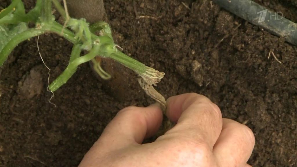 Корневая гниль