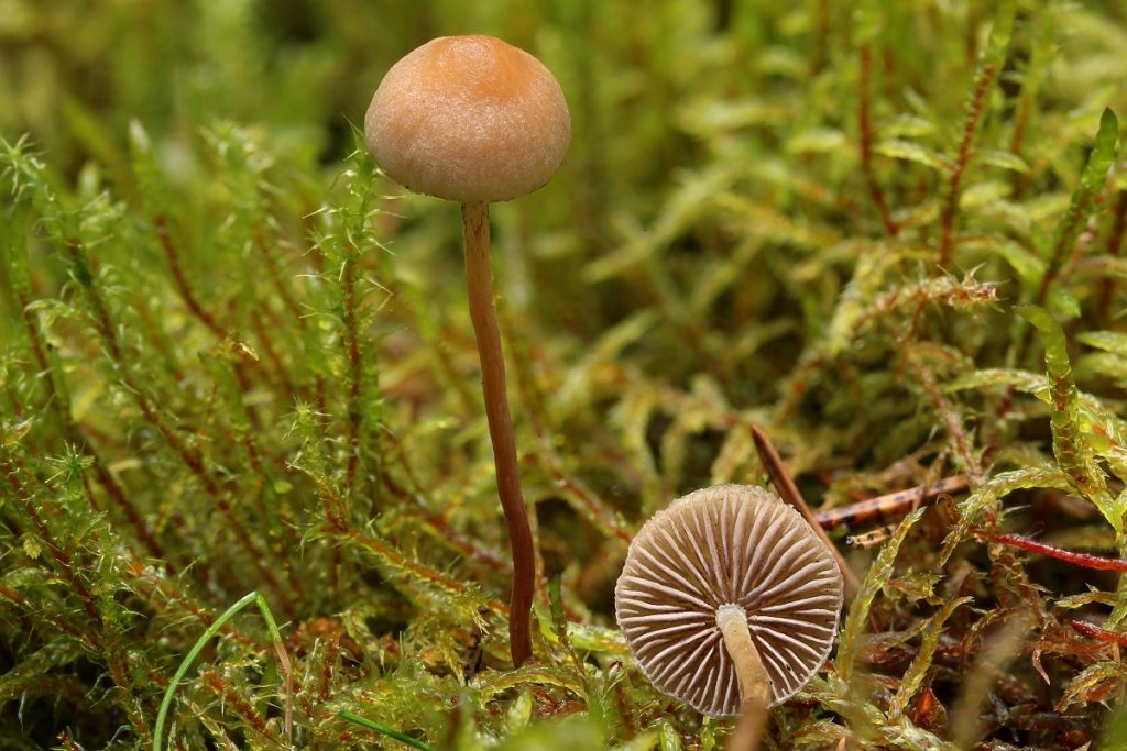 Ложноопенок моховой