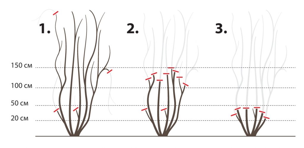 Обрезка 1,2 и 3 группы клематисов