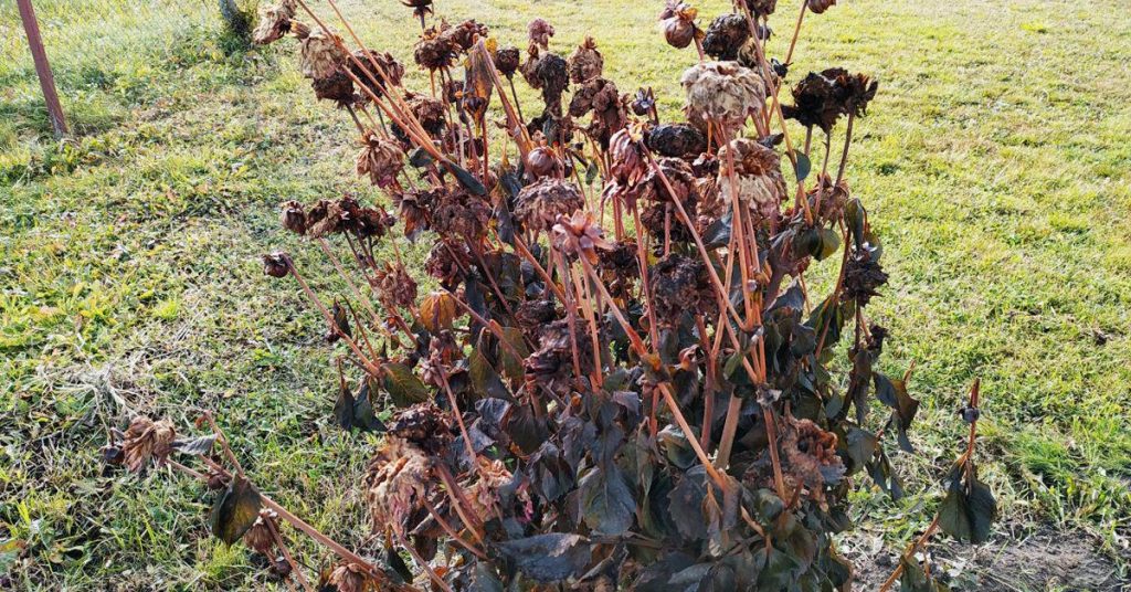 Георгины почернели