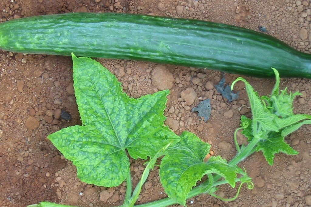 Мозаика огурца