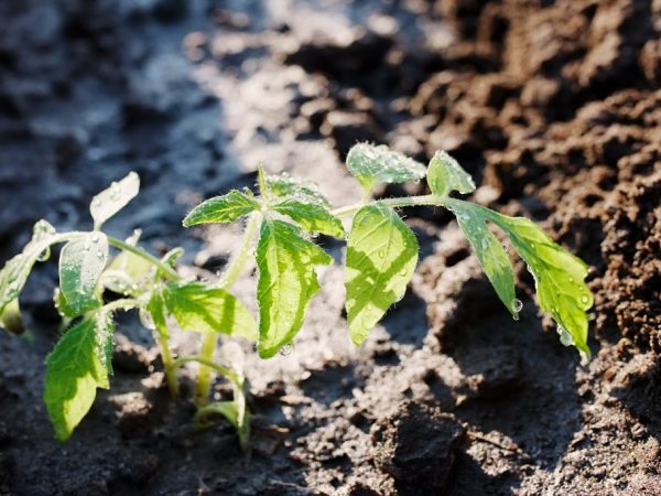 Подкормка помидор золой