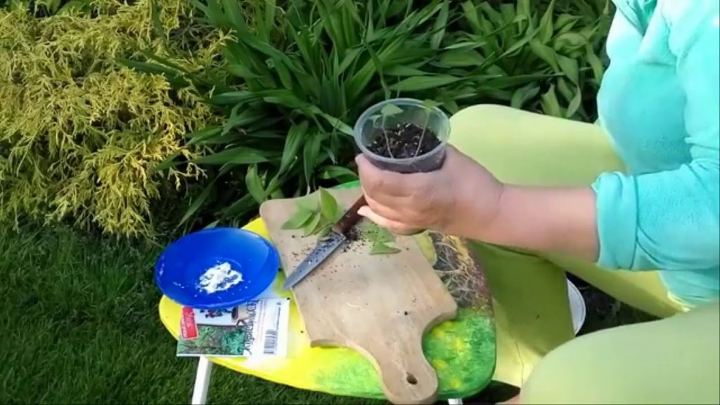 Размножение клематиса