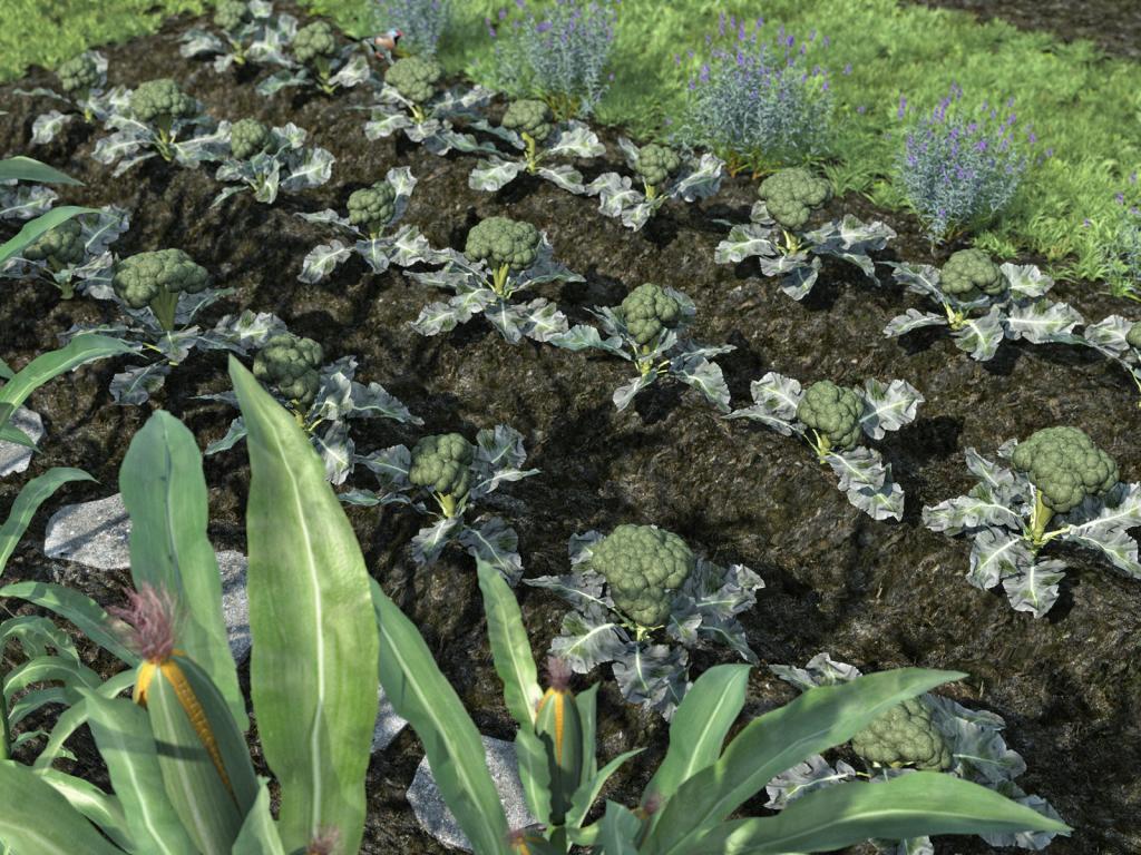 Выращивание брокколи