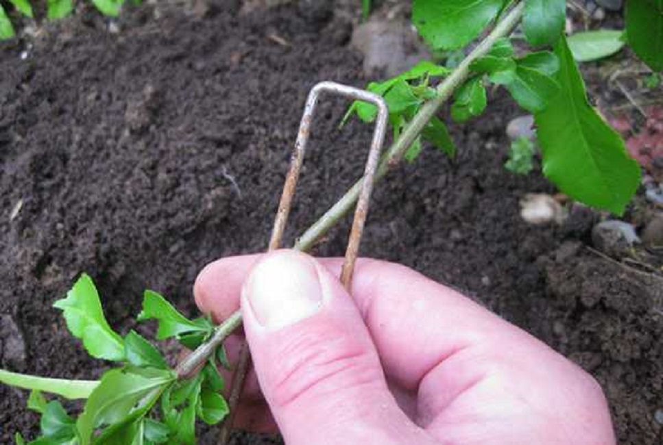 Закрепление отводка в земле скобой