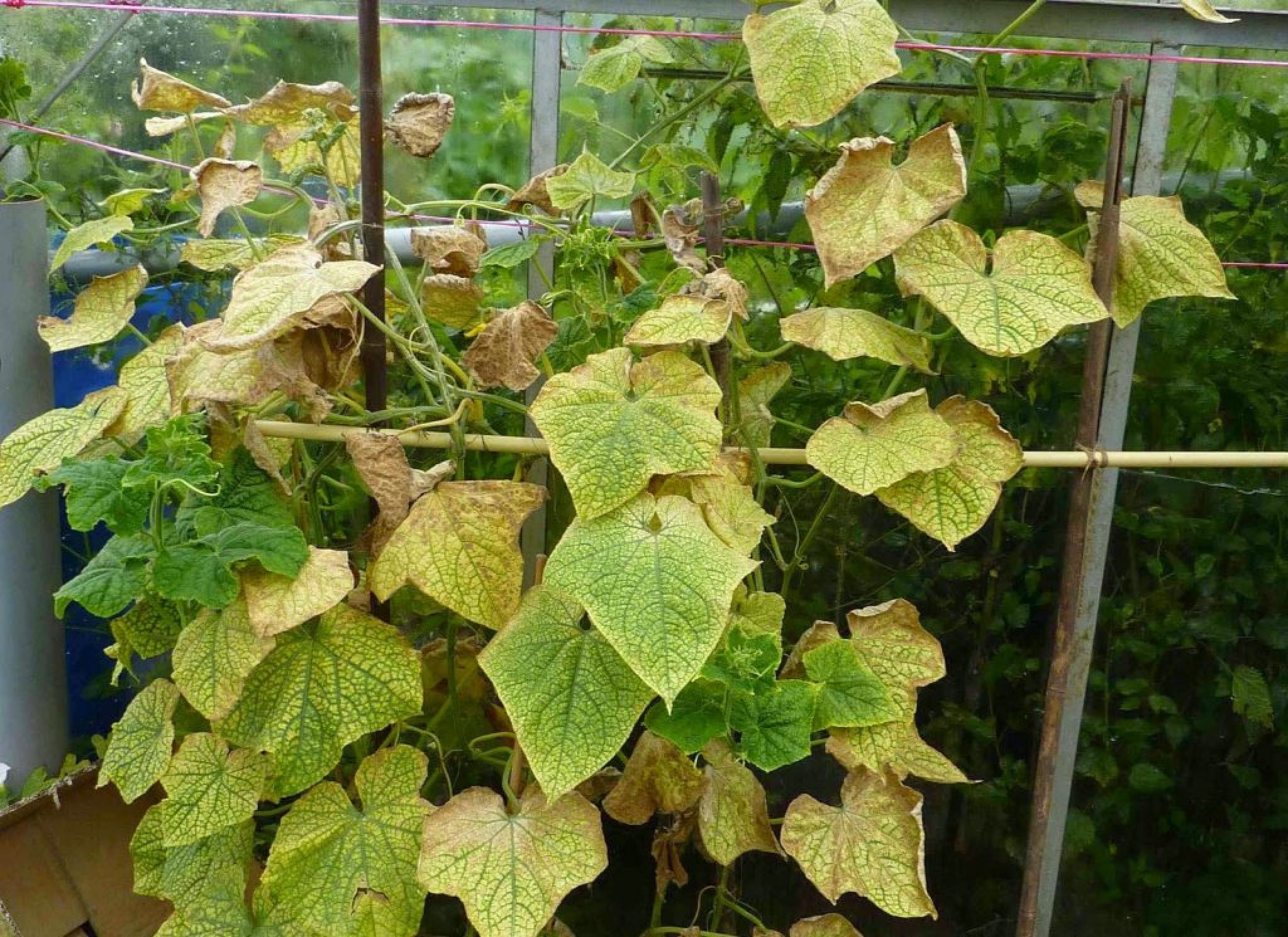 Огурцы болезни листьев фото как лечить в теплице