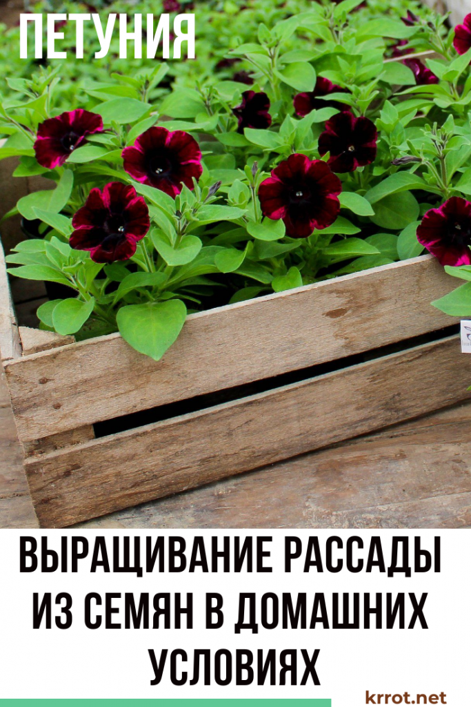 Выращивание Петунии из Семян: Секреты Агротехники