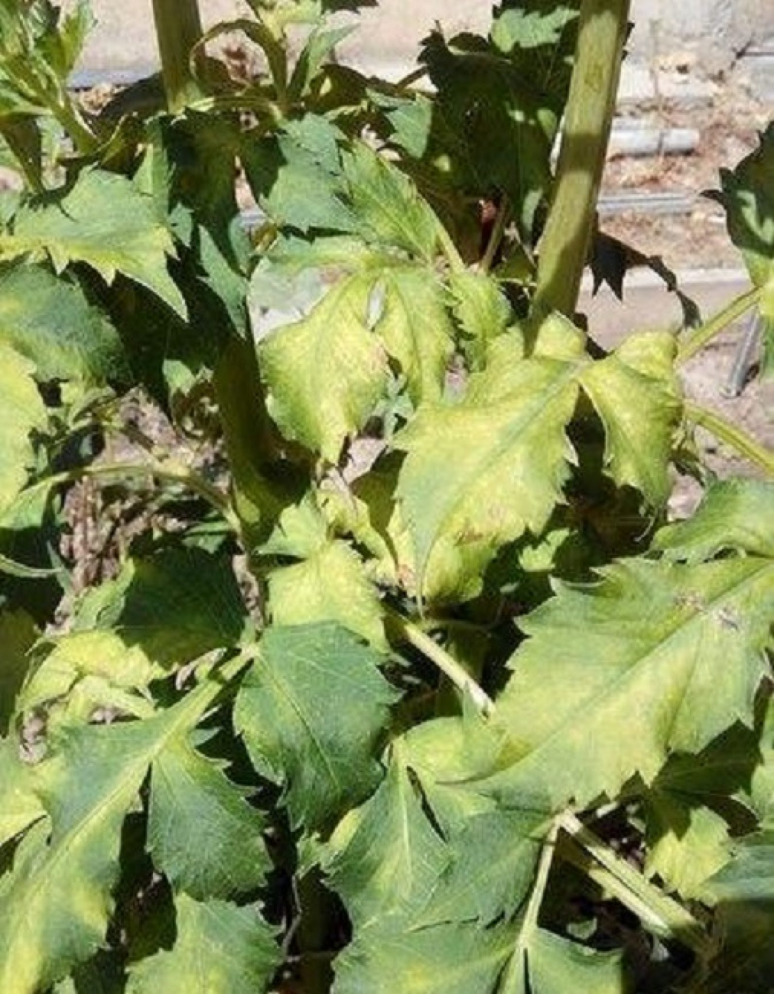 Болезни георгина фото на листьях