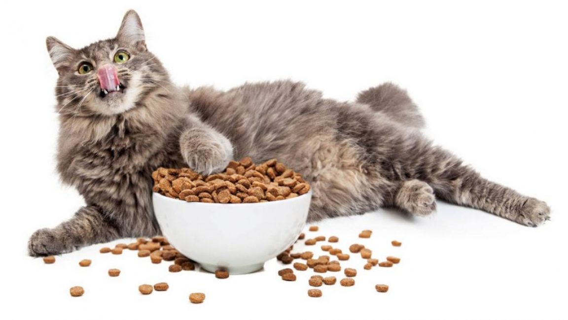 Лучшие корма для кошек | ТОП-12 Рейтинг + Отзывы