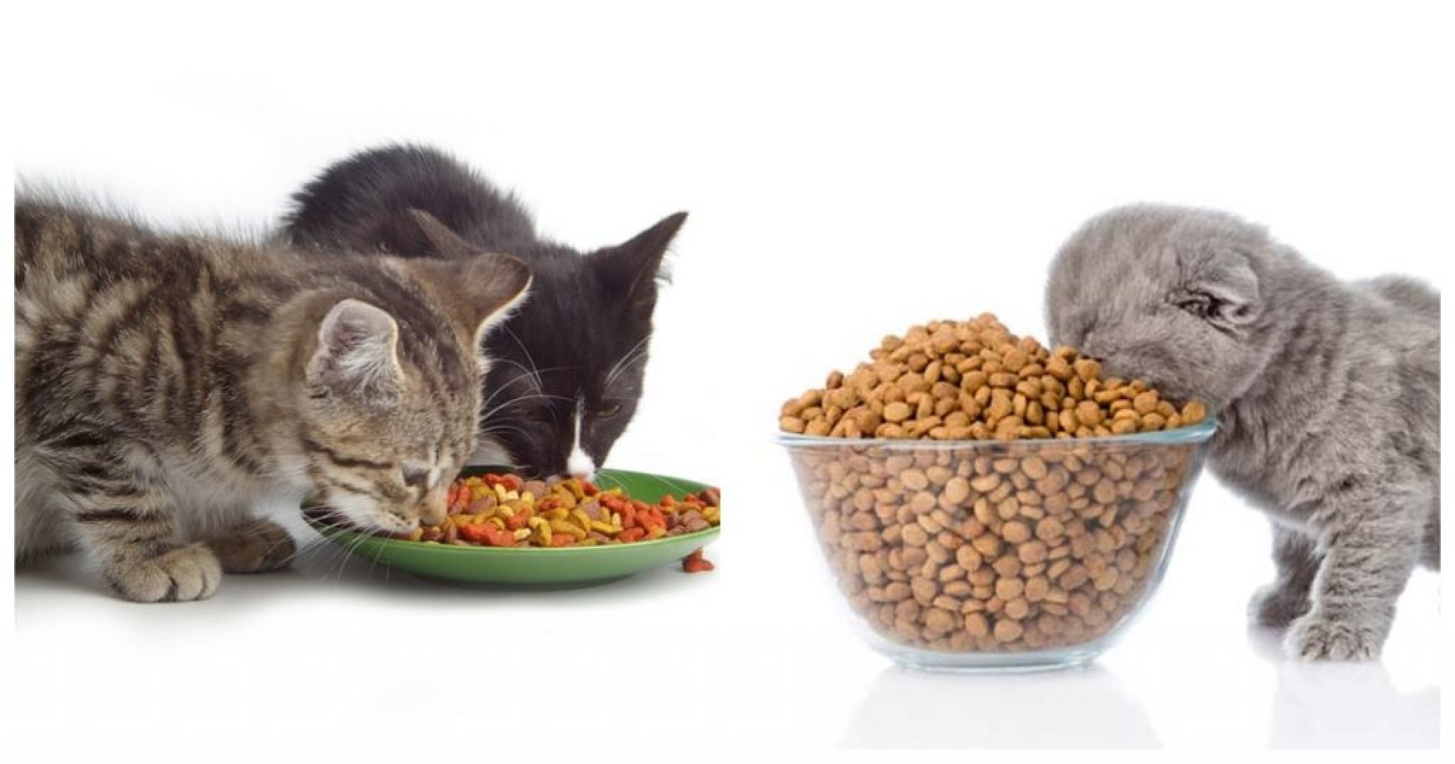 Натуральные корма для кошек