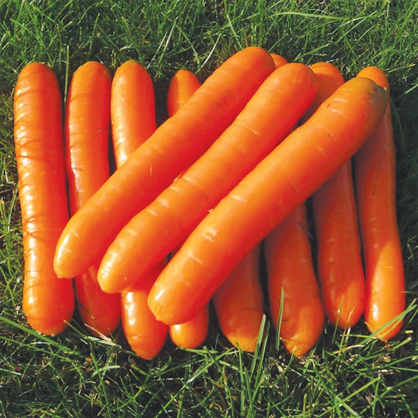 От классики до новинок: какой сорт моркови посеять в 2023 году?