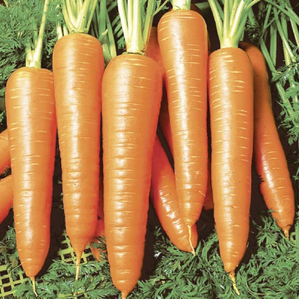 От классики до новинок: какой сорт моркови посеять в 2023 году?