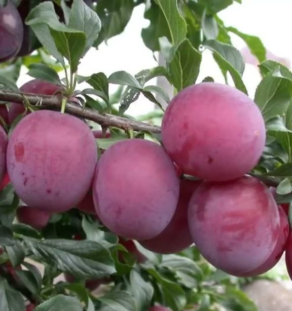 Саженец алычи Кубанская комета