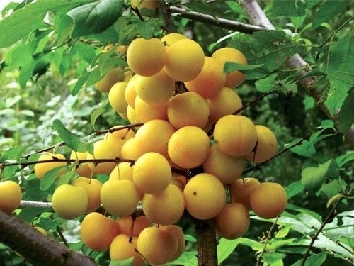 Алыча Царская