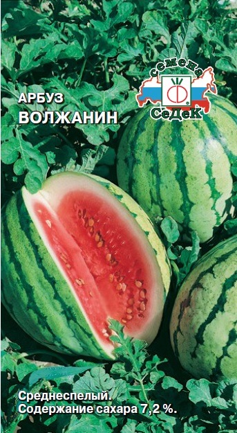 Арбуз Волжанин