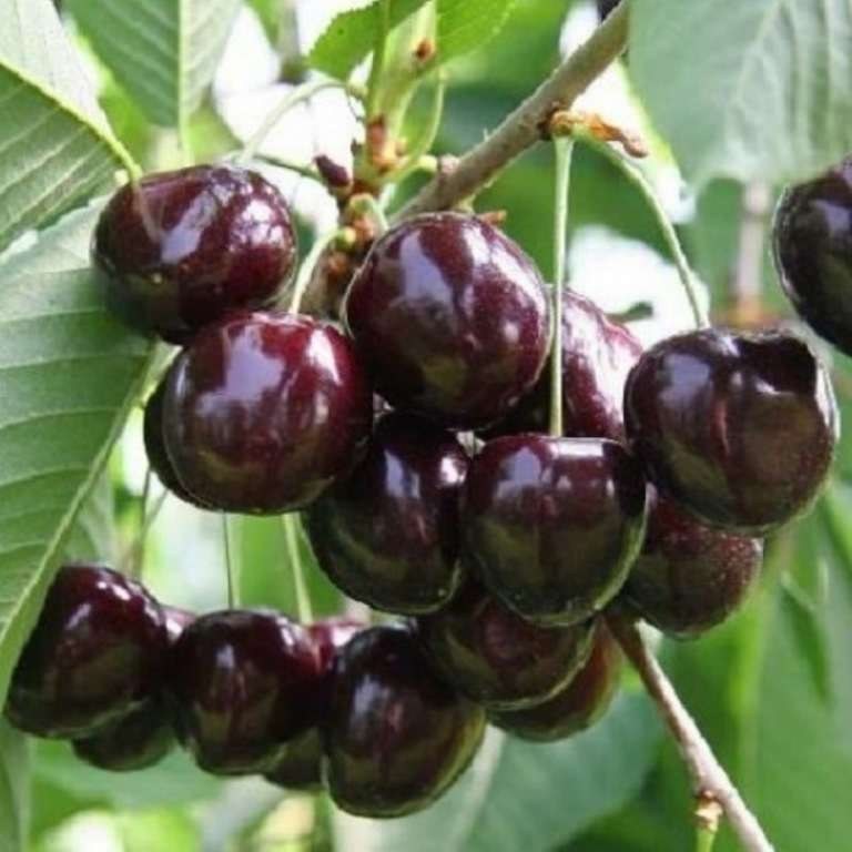 Черешня Ленинградская чёрная