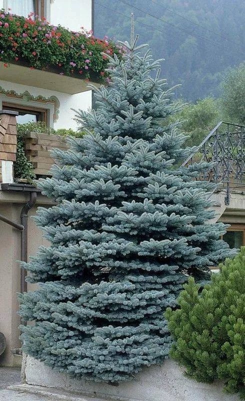 Ель колючая Костер
